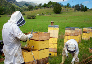 Backyard Apiary Supplies